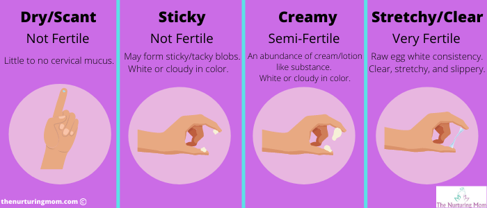 chart showing stages of cervical mucus 