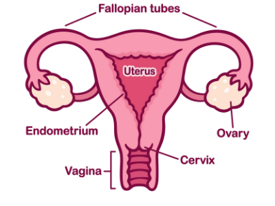 cartoon image of uterus