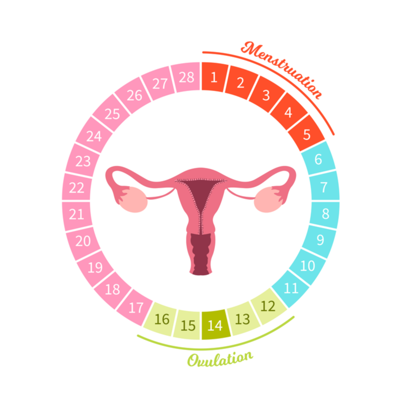 ovulation date